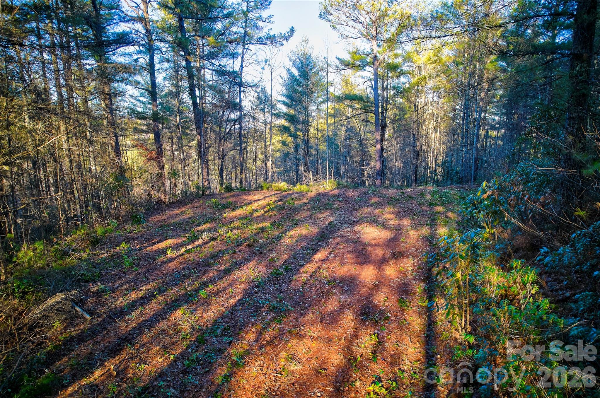 0 Piney Cove Road Bryson City, NC 28713 - Photo 2 of 4 a view of backyard with tree