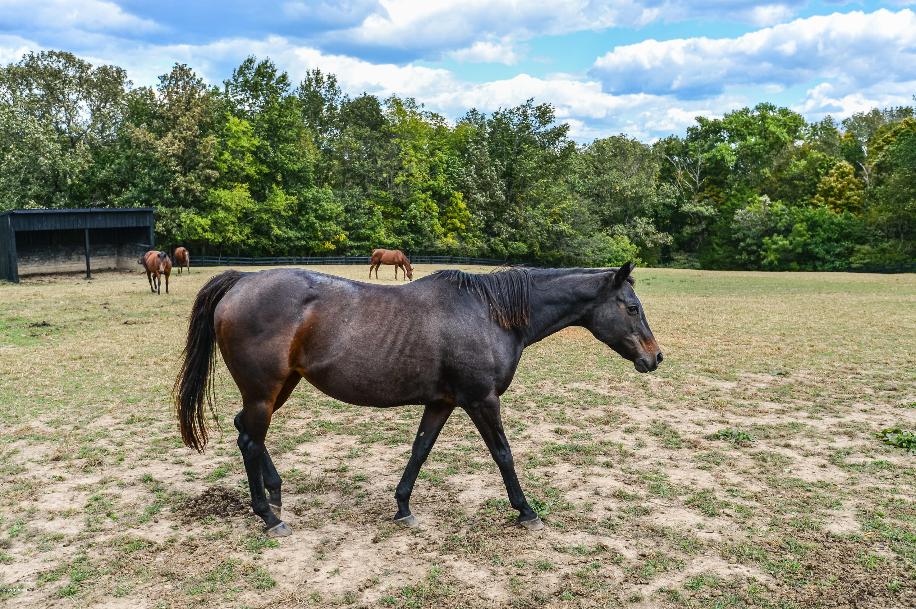 1589 Conner Station Road Simpsonville, KY 40067 - Photo 85 of 123 099 - 20201001 3899