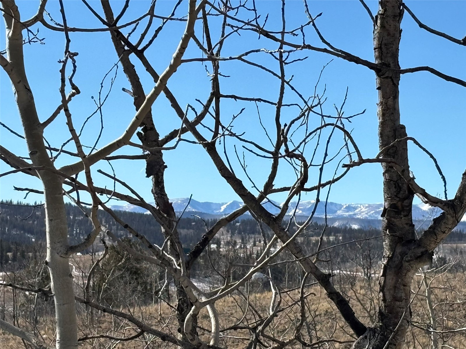 29 Strelets Way Como, CO 80456 - Photo 10 of 21 a view of a tree