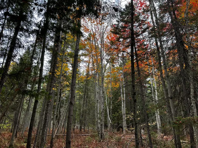 $149,000 | 0 North Cedar Street, Kalkaska, MI 49646