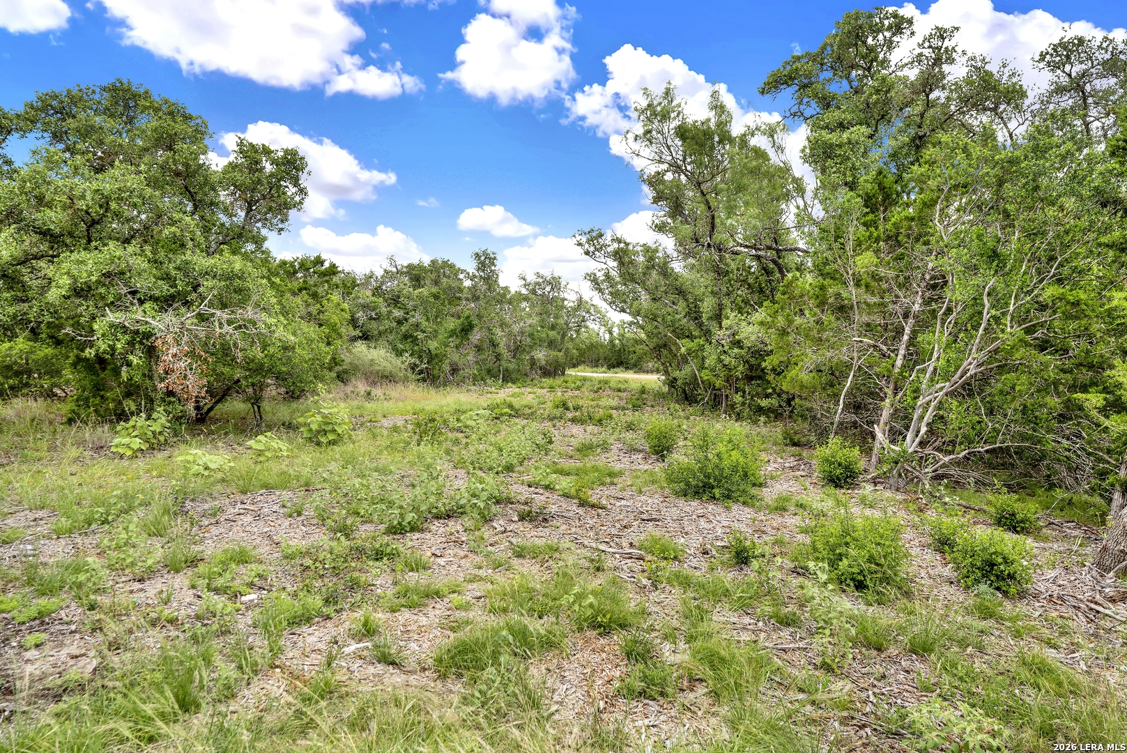 0 Fm 1796 D'Hanis, TX 78850 - Photo 15 of 26 a view of a big yard with plants and a large tree