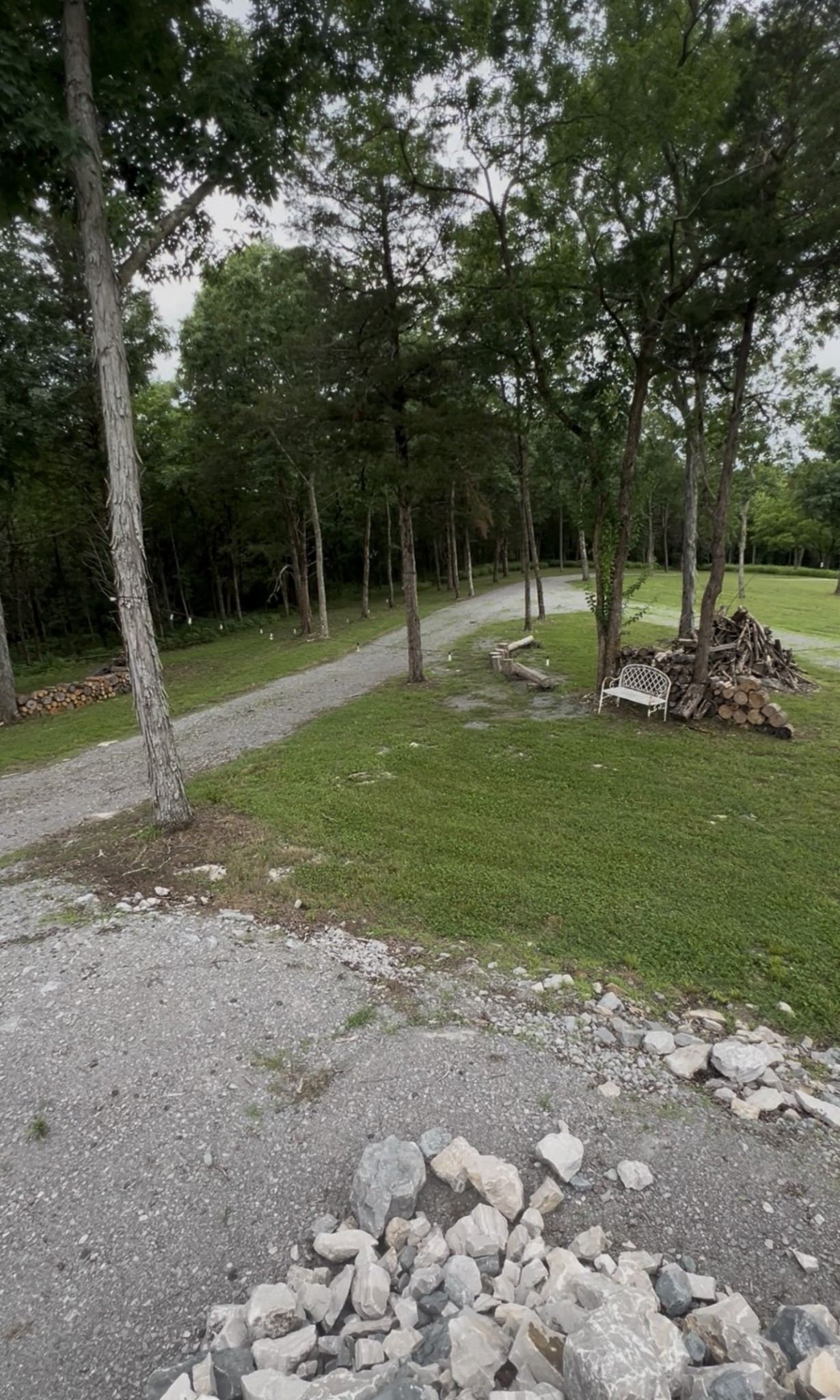 a view of a park with large trees