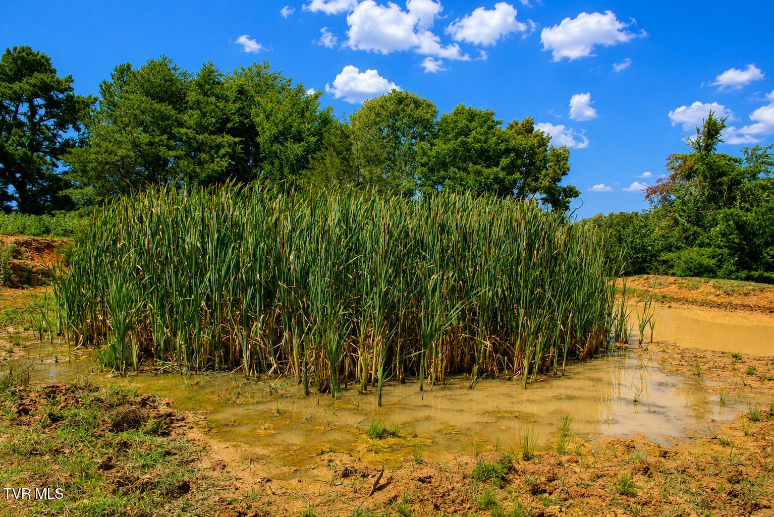 710 Colvert Road Mosheim, TN 37818 - Photo 33 of 57 Pond