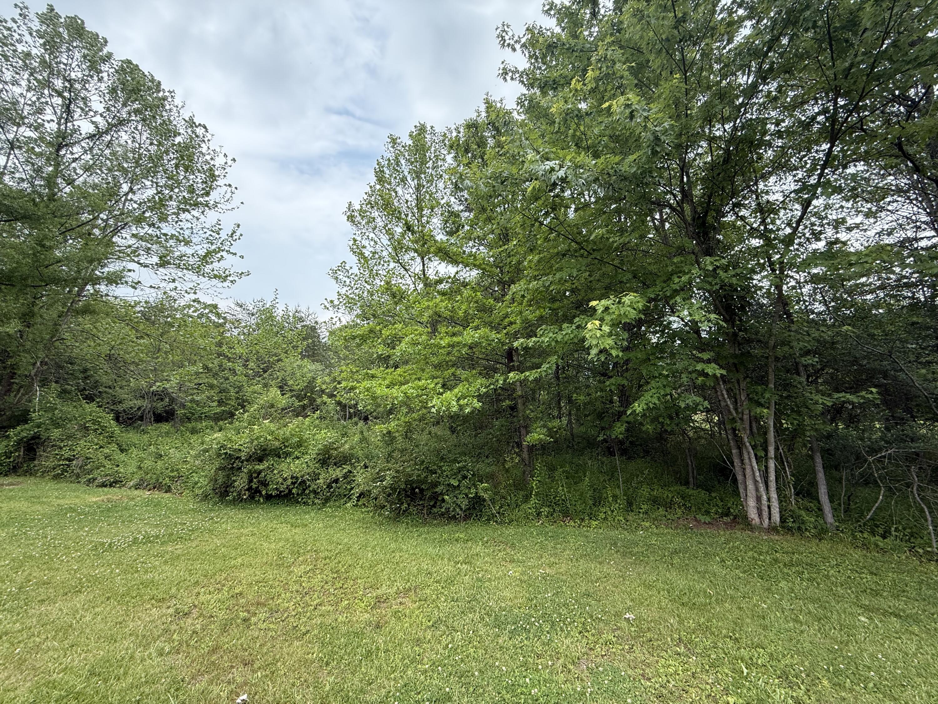 a view of a lush green space