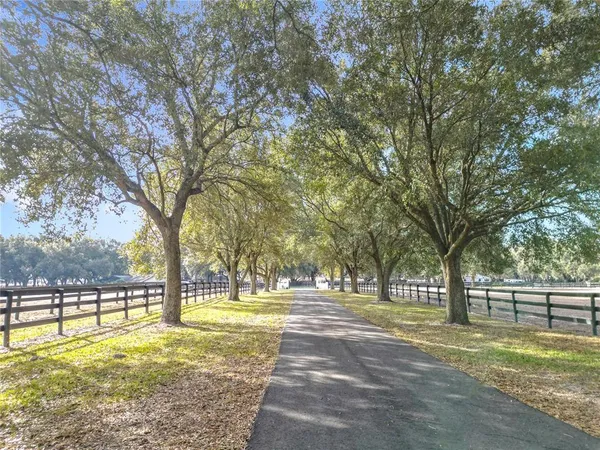 a view of a yard with large trees