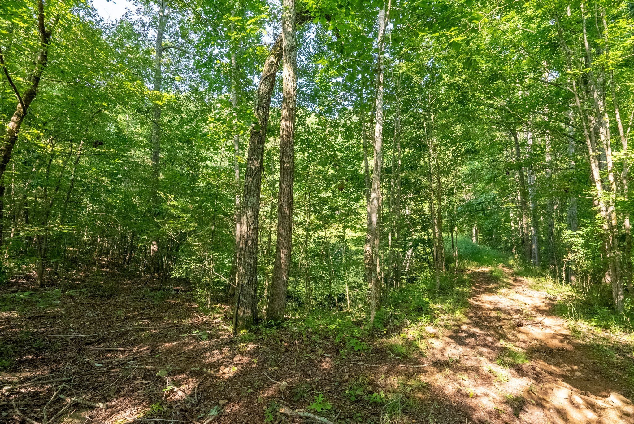 6050 New Cut Road Greenbrier, TN 37073 - Photo 12 of 61