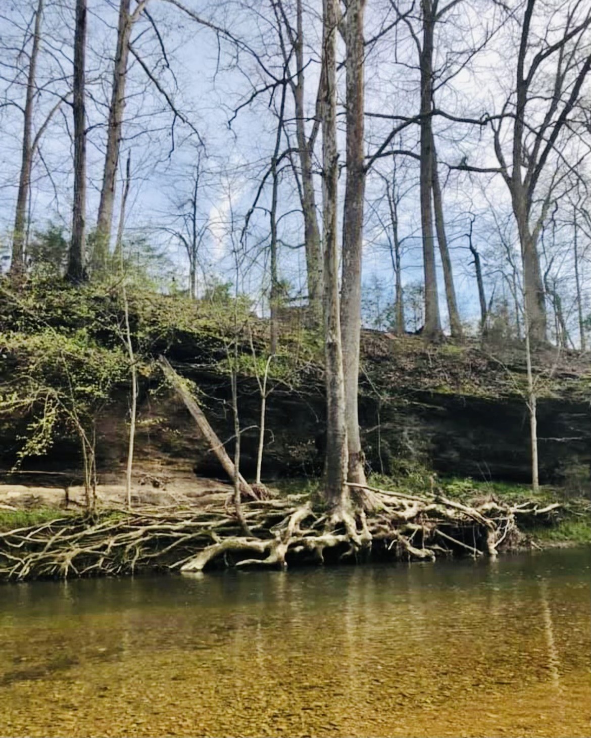 6050 New Cut Road Greenbrier, TN 37073 - Photo 54 of 61