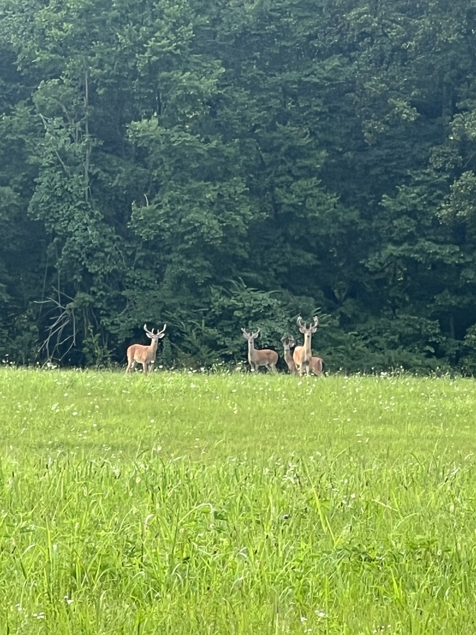 6050 New Cut Road Greenbrier, TN 37073 - Photo 60 of 61