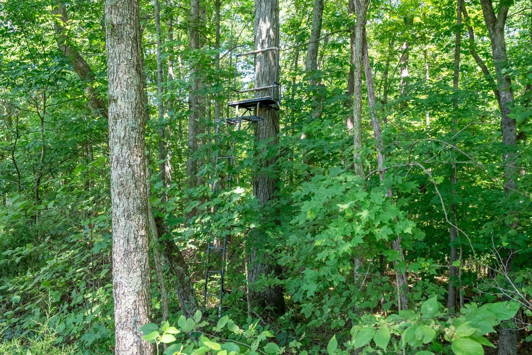 6050 New Cut Road Greenbrier, TN 37073 - Photo 8 of 61