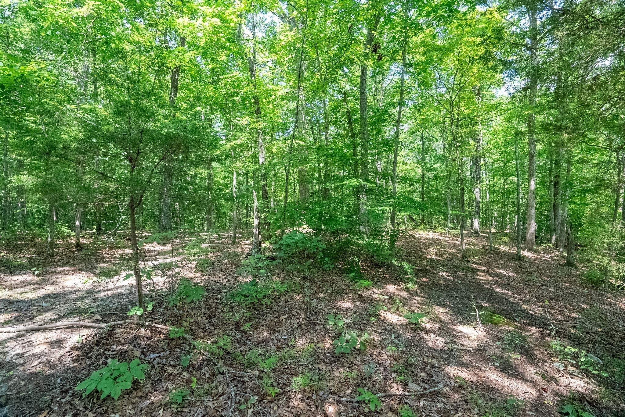 6050 New Cut Road Greenbrier, TN 37073 - Photo 9 of 61