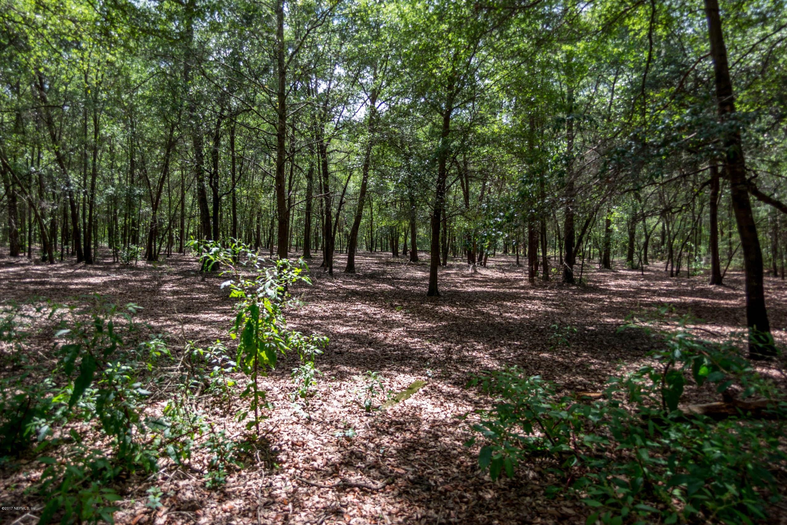 7060 Ridge Trail Road Keystone Heights, FL 32656 - Photo 36 of 49 Treed Pasture