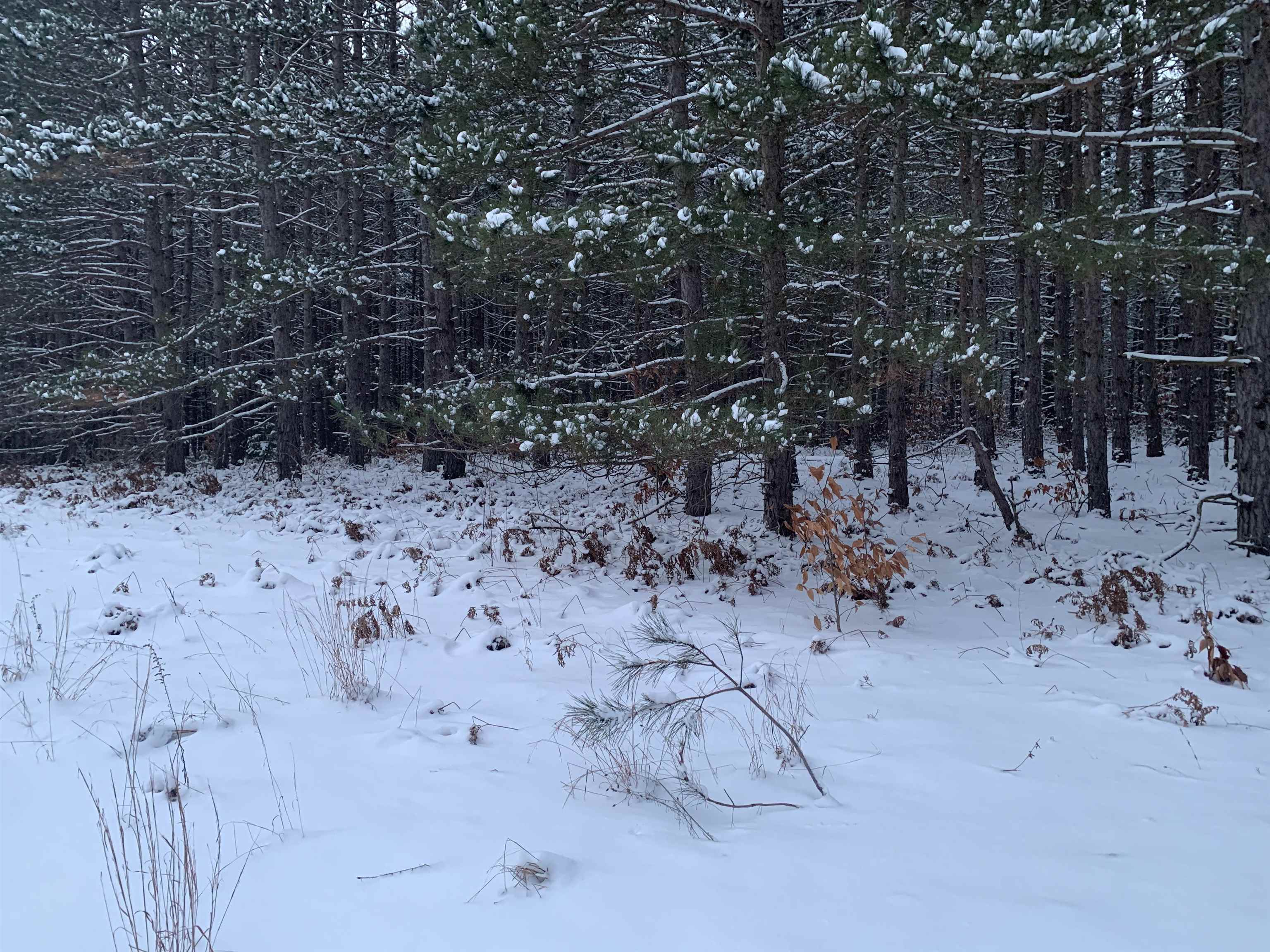 0 North Dickerson Road Manton, MI 49663 - Photo 8 of 11 1929933-b7a24434-c4ba-4594-b0ed-55ec50f3926e.JPG