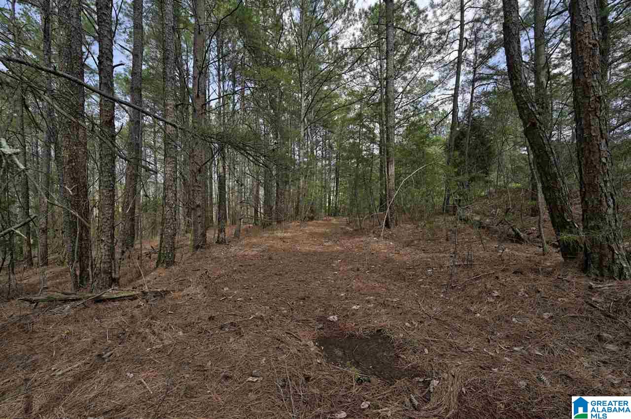 0 Mount Road Blountsville, AL 35031 - Photo 5 of 17