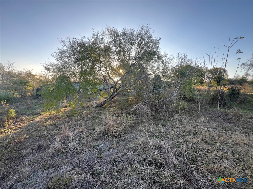 0 Laso Road Goliad, TX 77963 - Photo 4 of 5 a view of a forest filled with trees