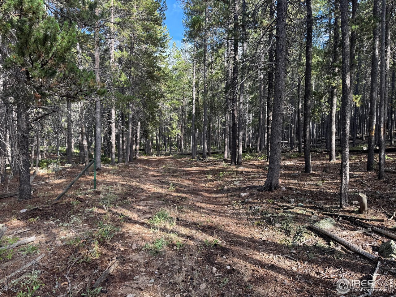 0 Magnolia Road Nederland, CO 80466 - Photo 13 of 14 Gallery Image 13