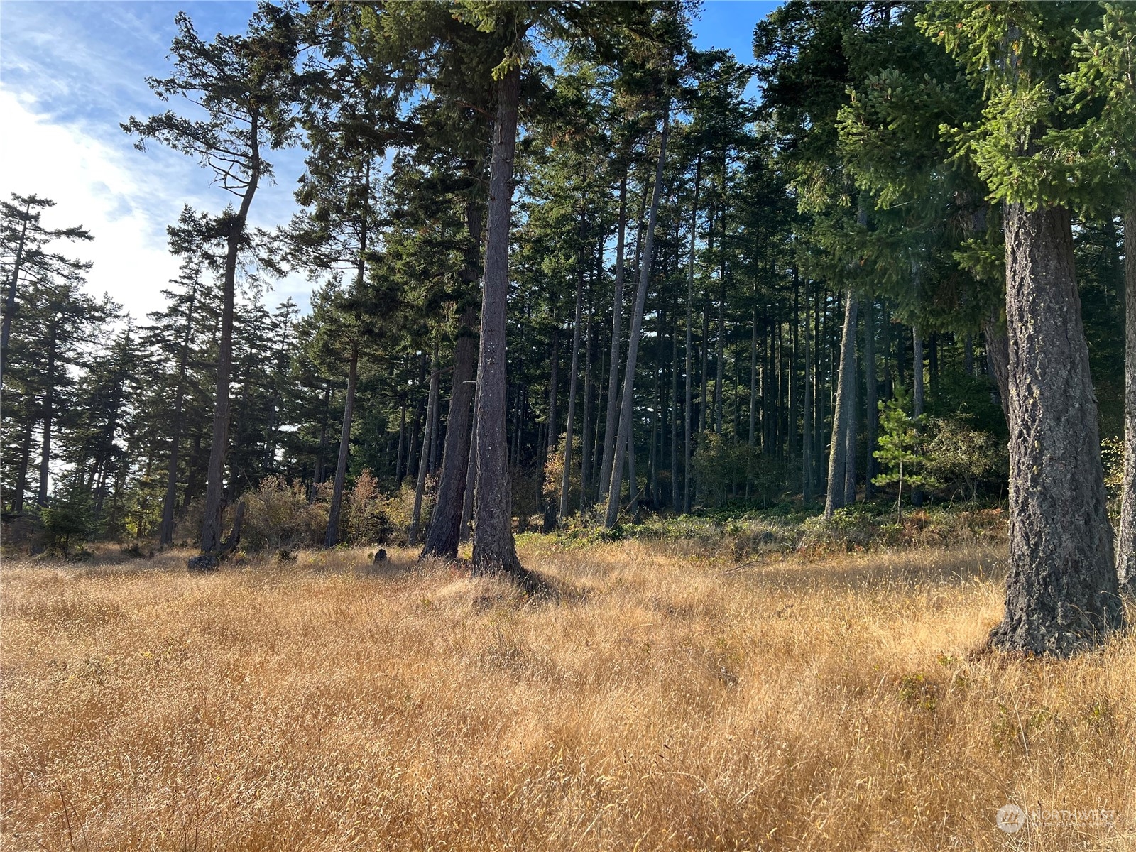 236 South Ridge Road Anacortes, WA 98221 - Photo 10 of 25 a backyard of a house with lots of trees