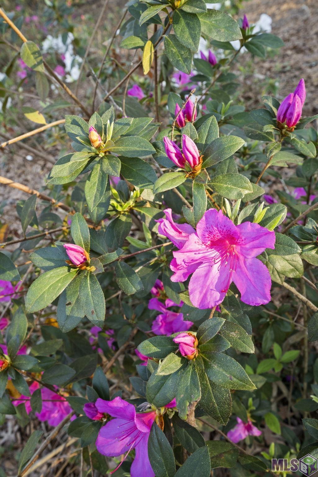 9821 Bank St Exn Clinton, LA 70722 - Photo 32 of 36