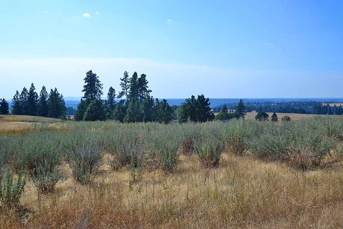 0 East Willow Springs Road Spokane, WA 99223 - Photo 19 of 20 Gallery Image 19