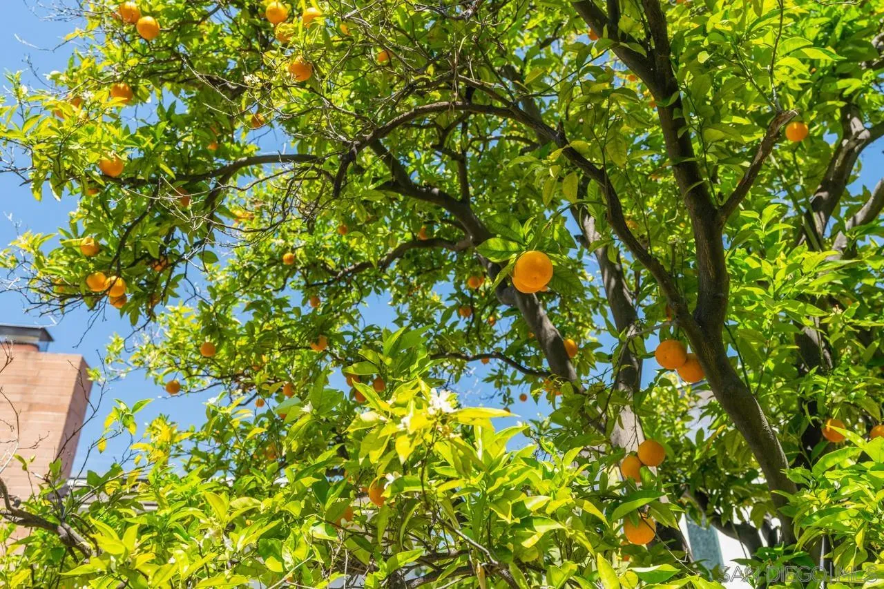 6365 Lambda Drive San Diego, CA 92120 - Photo 27 of 31 a view of a tree