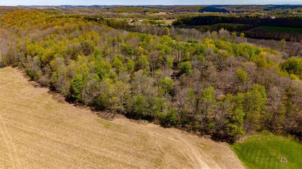 5601 Stuart Avenue Arcadia, NY 14513 - Photo 47 of 50 Woods with Lots of DEER