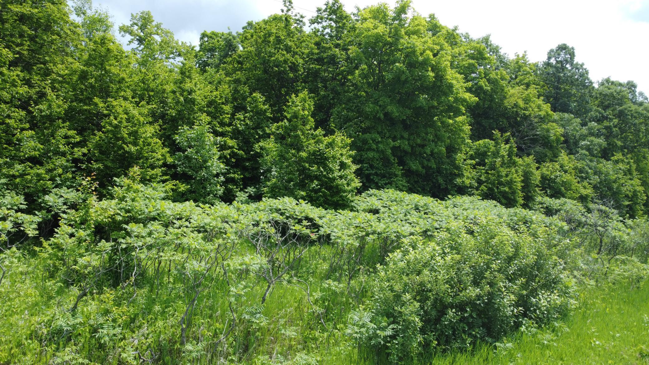 Tbd 355th Street Richville, MN 56576 - Photo 12 of 16