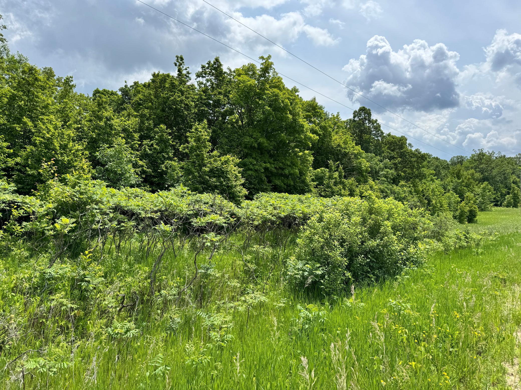Tbd 355th Street Richville, MN 56576 - Photo 15 of 16