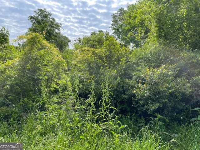 a view of a lush green forest