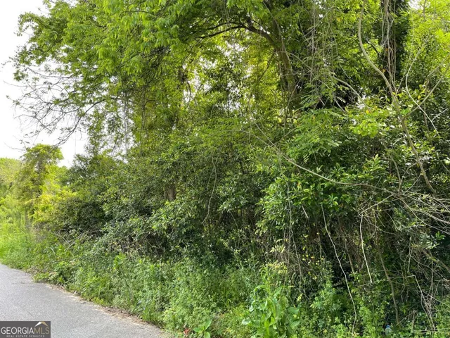 a view of a lush green forest