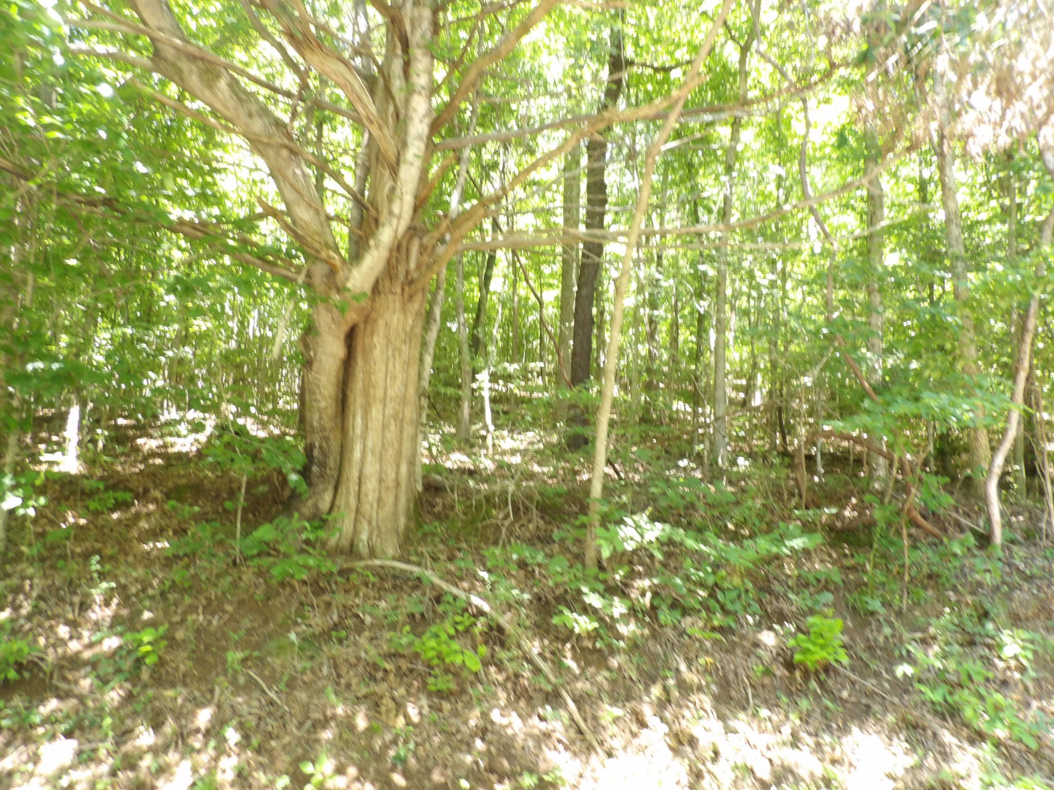 587 West Little Richland Road Waverly, TN 37185 - Photo 17 of 26