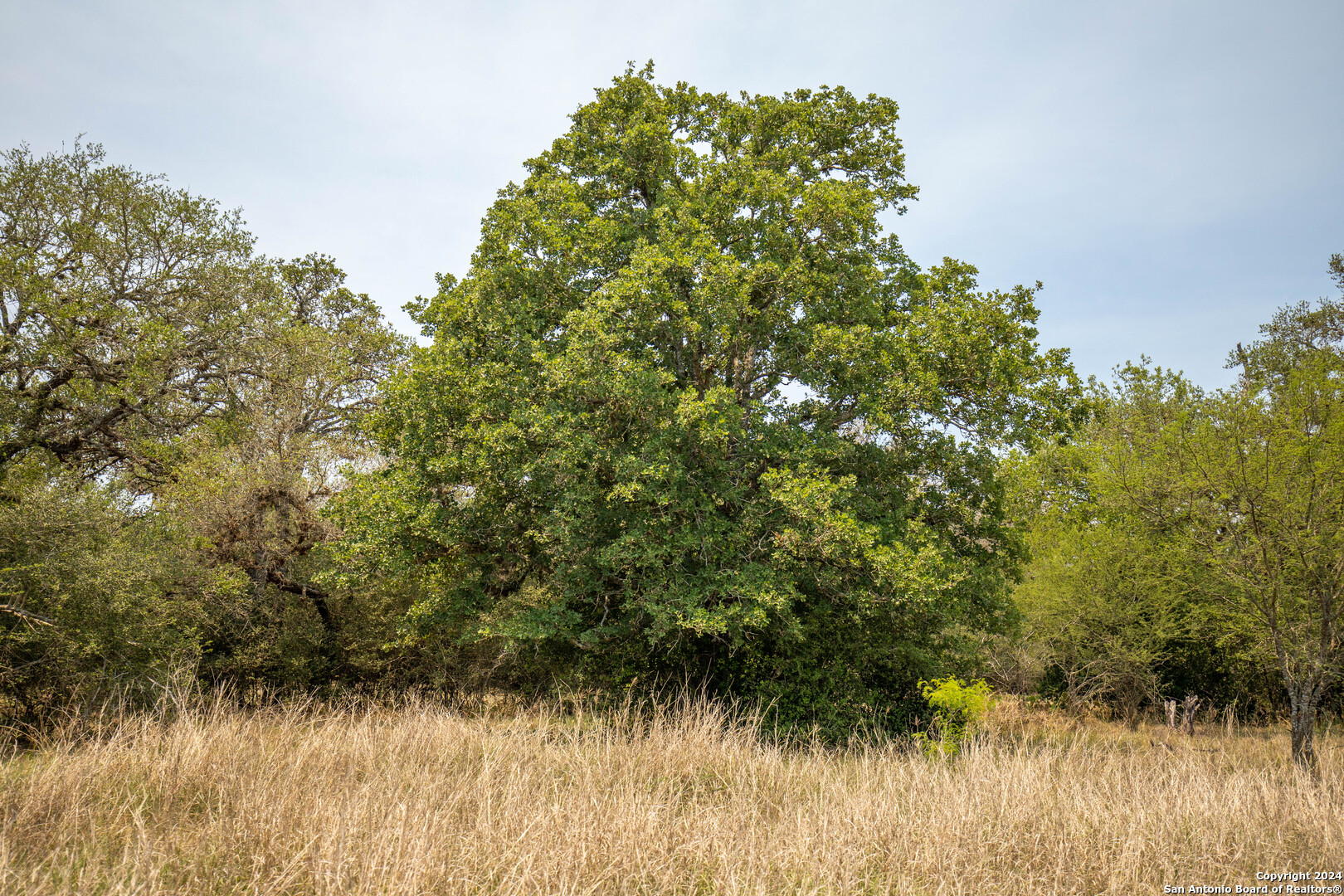 Tbd Green Dewitt Road Cuero, TX 77954 - Photo 20 of 49 a view of a yard