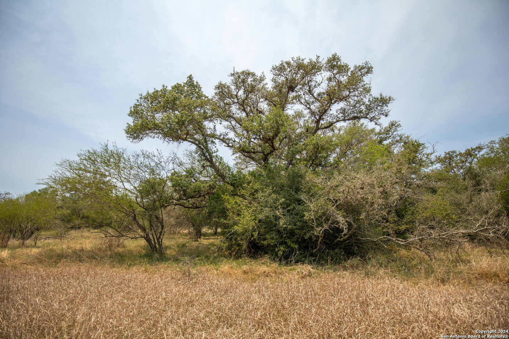 Tbd Green Dewitt Road Cuero, TX 77954 - Photo 21 of 49 a backyard of a house with lots of trees