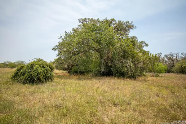 a view of a dry yard