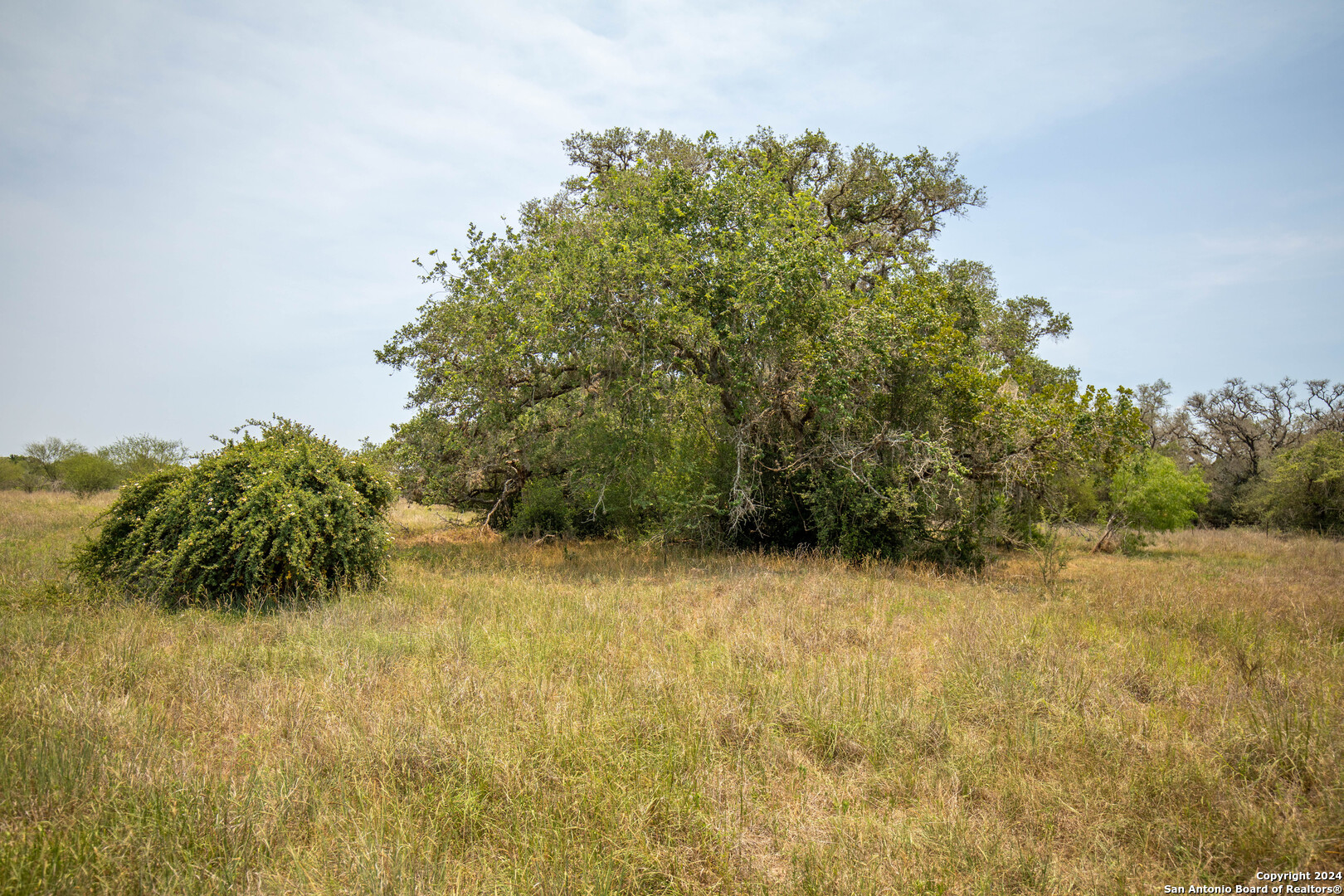 Tbd Green Dewitt Road Cuero, TX 77954 - Photo 22 of 49 a view of a yard with plants and trees