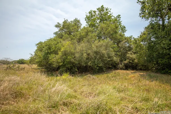 a view of a yard with a tree
