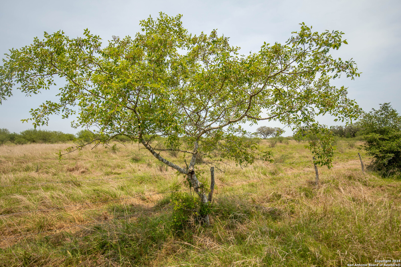 Tbd Green Dewitt Road Cuero, TX 77954 - Photo 27 of 49 a view of a yard with a tree