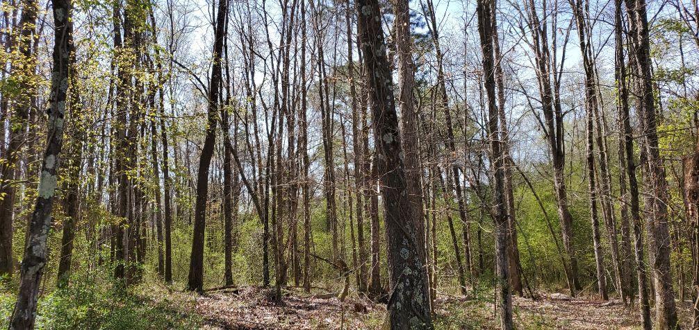 2.00 Bazel Road Harriman, TN 37748 - Photo 3 of 5 clear land and build here!