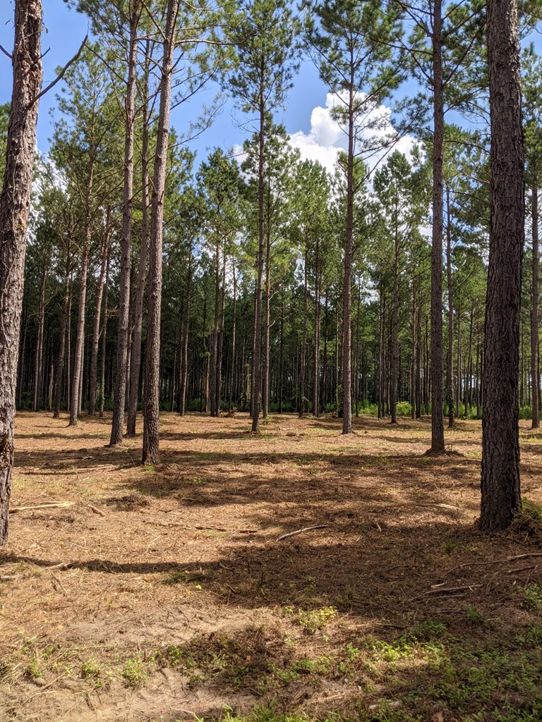 509 Lucy Grade Road Dothan, AL 36301 - Photo 2 of 19