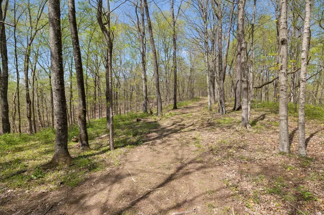 a view of backyard with trees