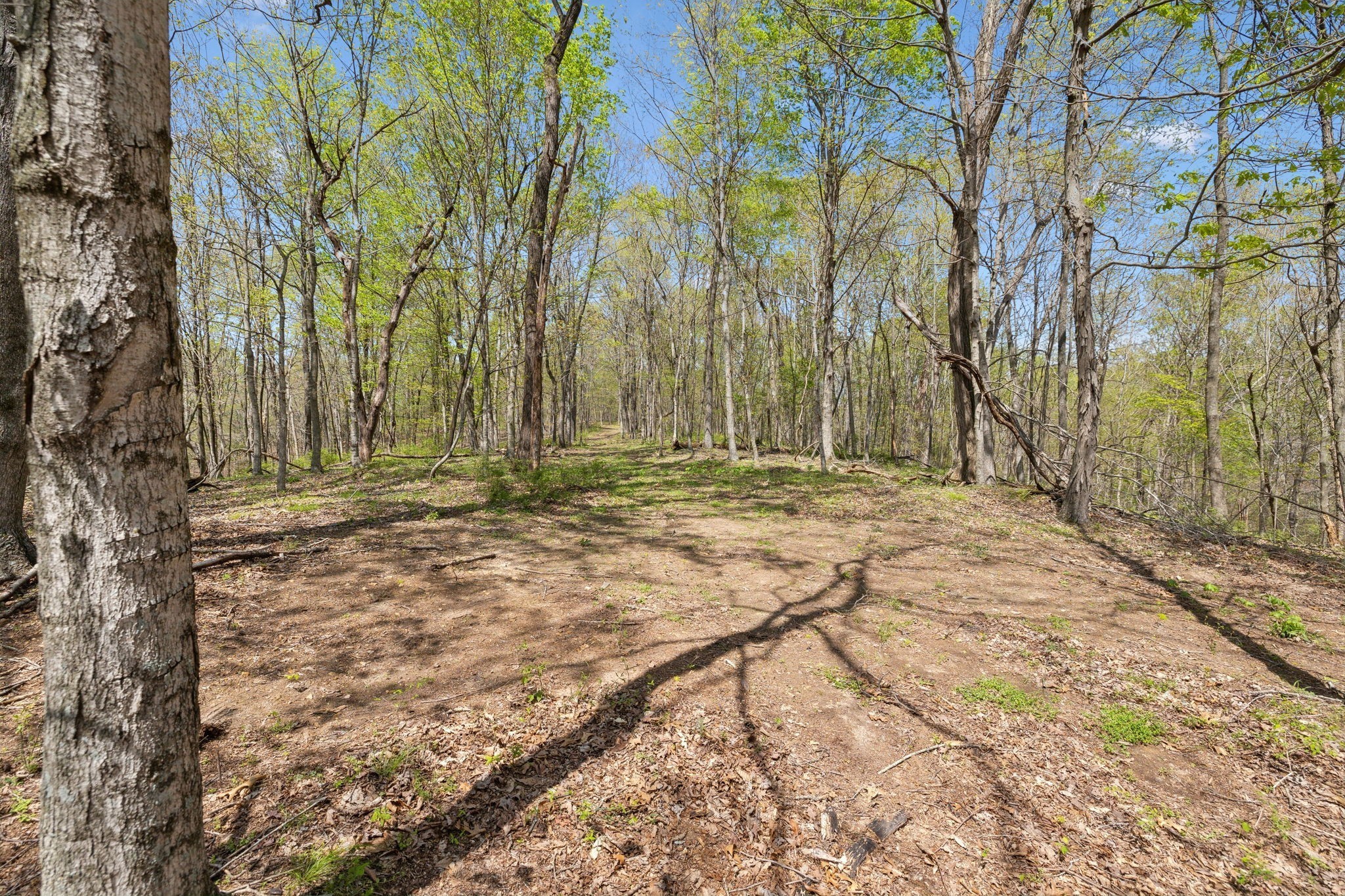 3467 Shouse Road Santa Fe, TN 38482 - Photo 30 of 46 a backyard of a house with lots of green space