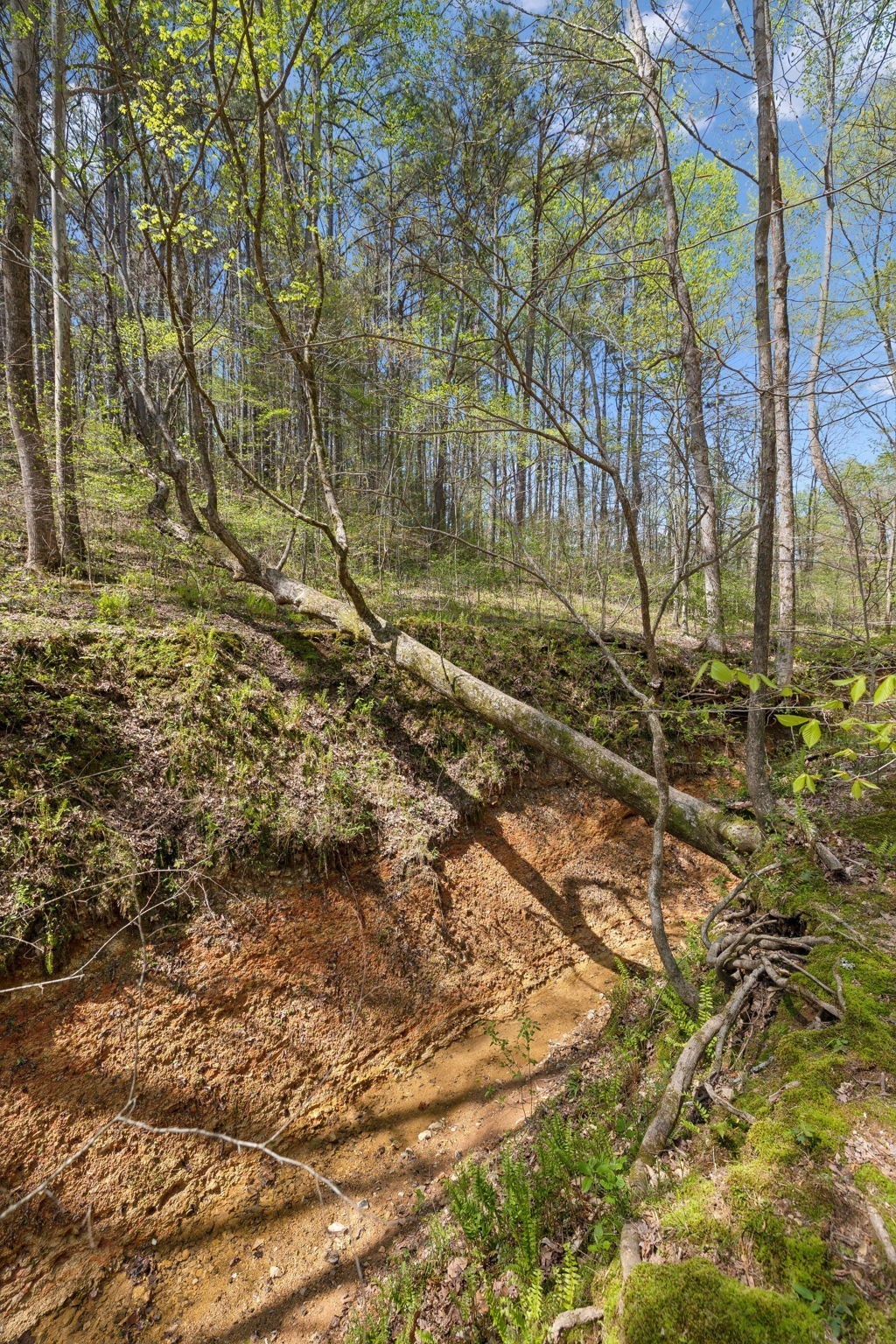 3467 Shouse Road Santa Fe, TN 38482 - Photo 36 of 46 a view of backyard of house