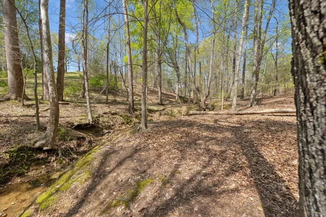 a view of a forest with a tree