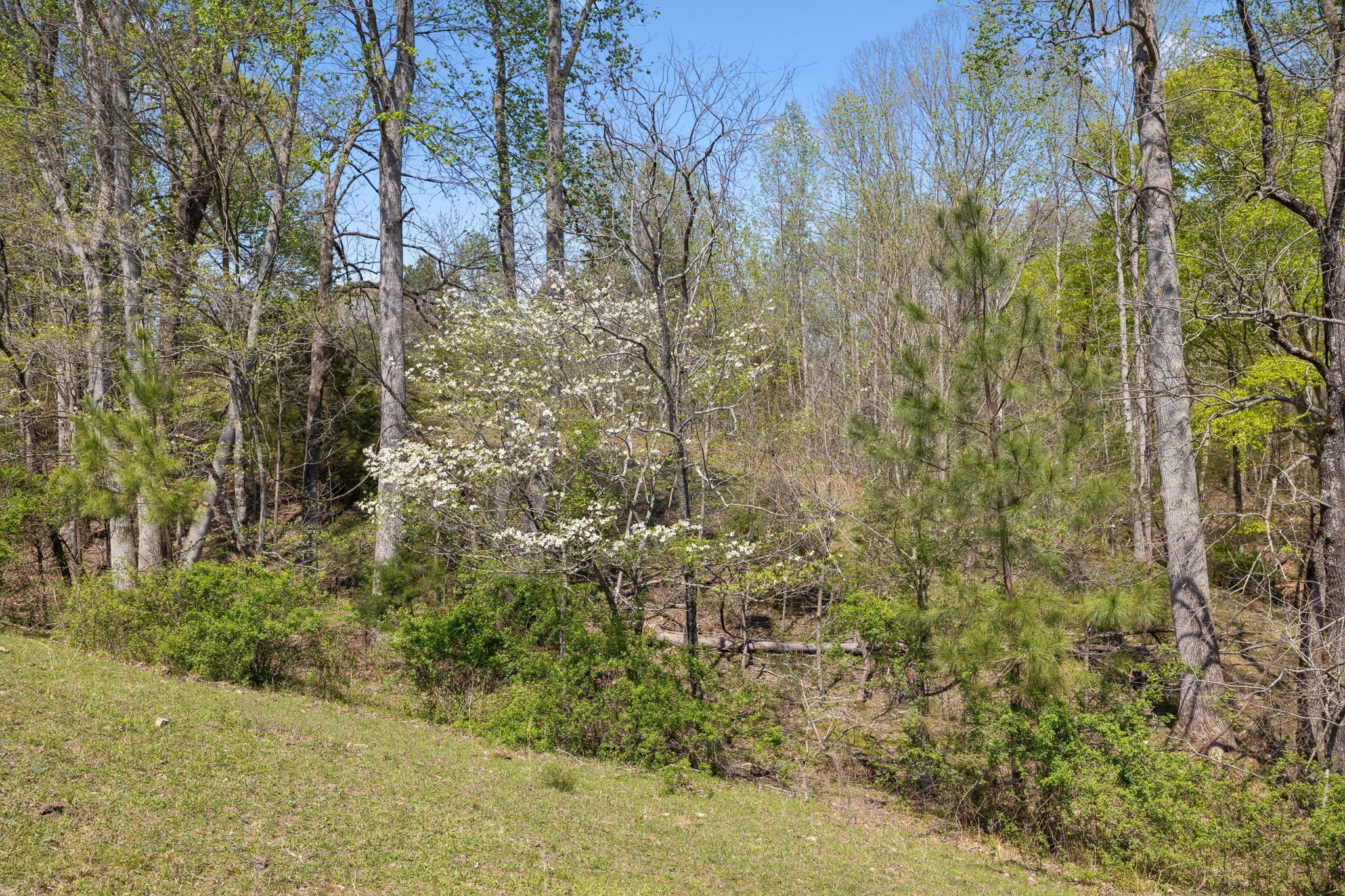 3467 Shouse Road Santa Fe, TN 38482 - Photo 41 of 46 a view of a forest with a tree