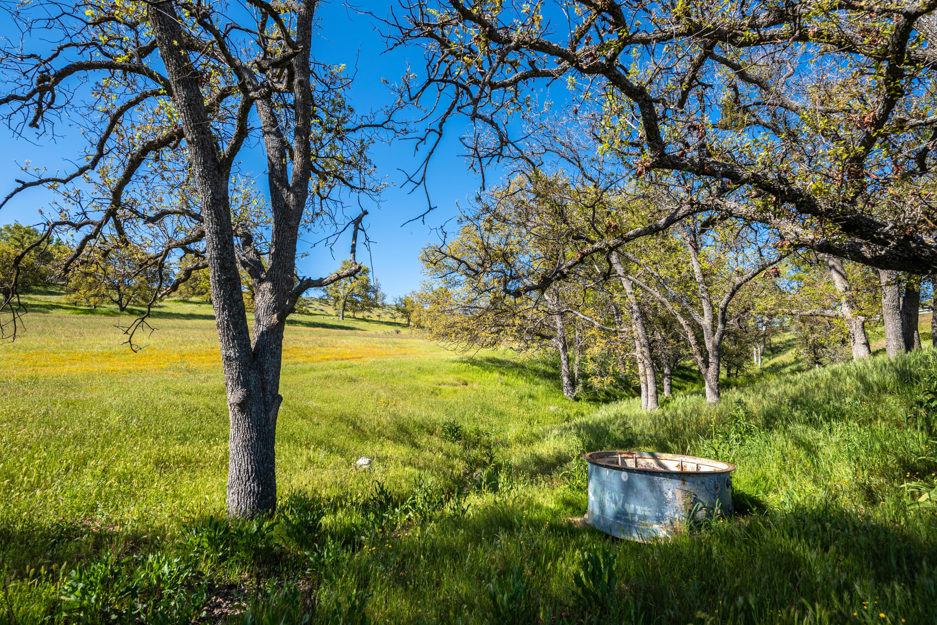 21970 Highline Road Tehachapi, CA 93561 - Photo 18 of 68 a view of a garden with an tree