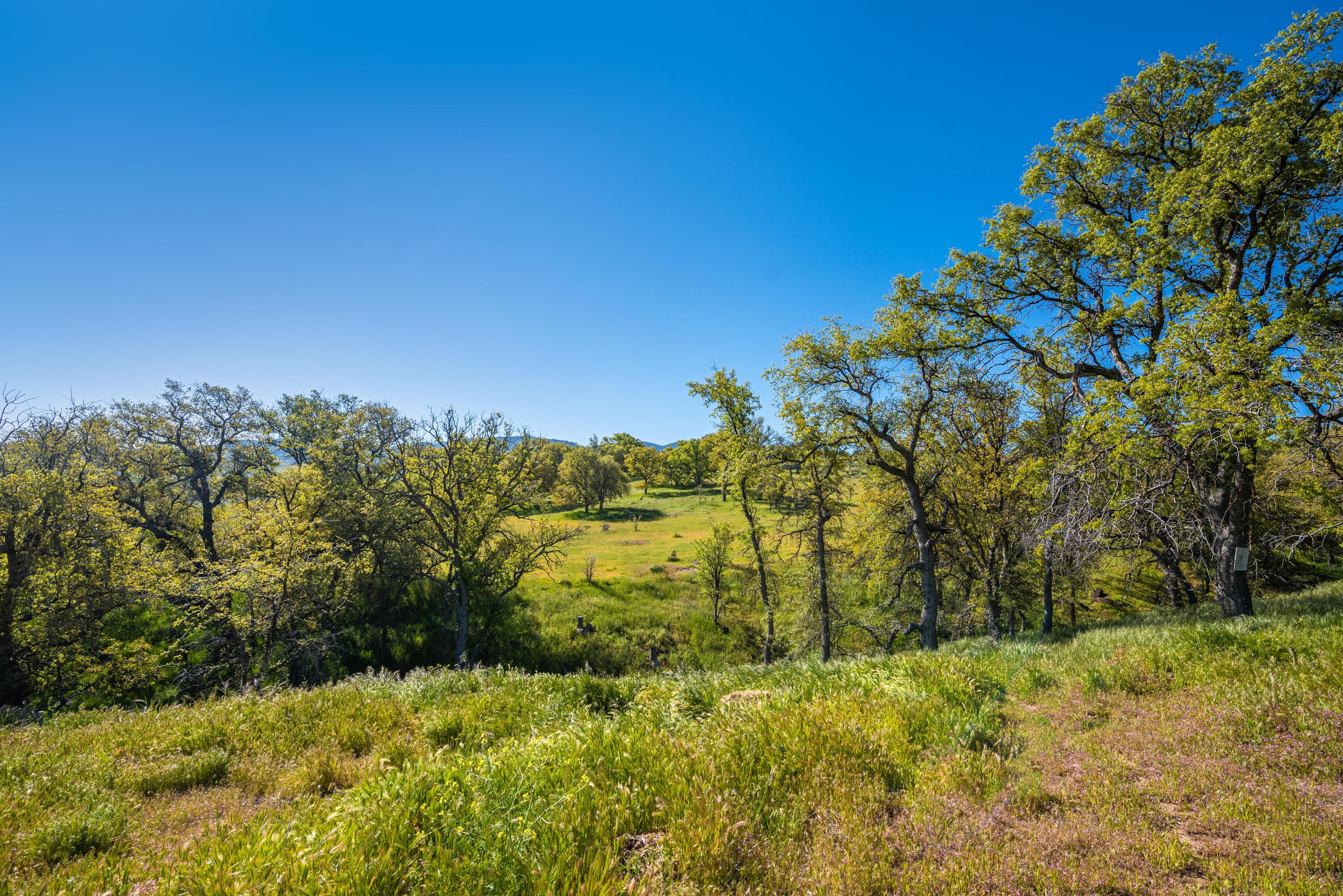 21970 Highline Road Tehachapi, CA 93561 - Photo 9 of 68 a view of a yard with a tree