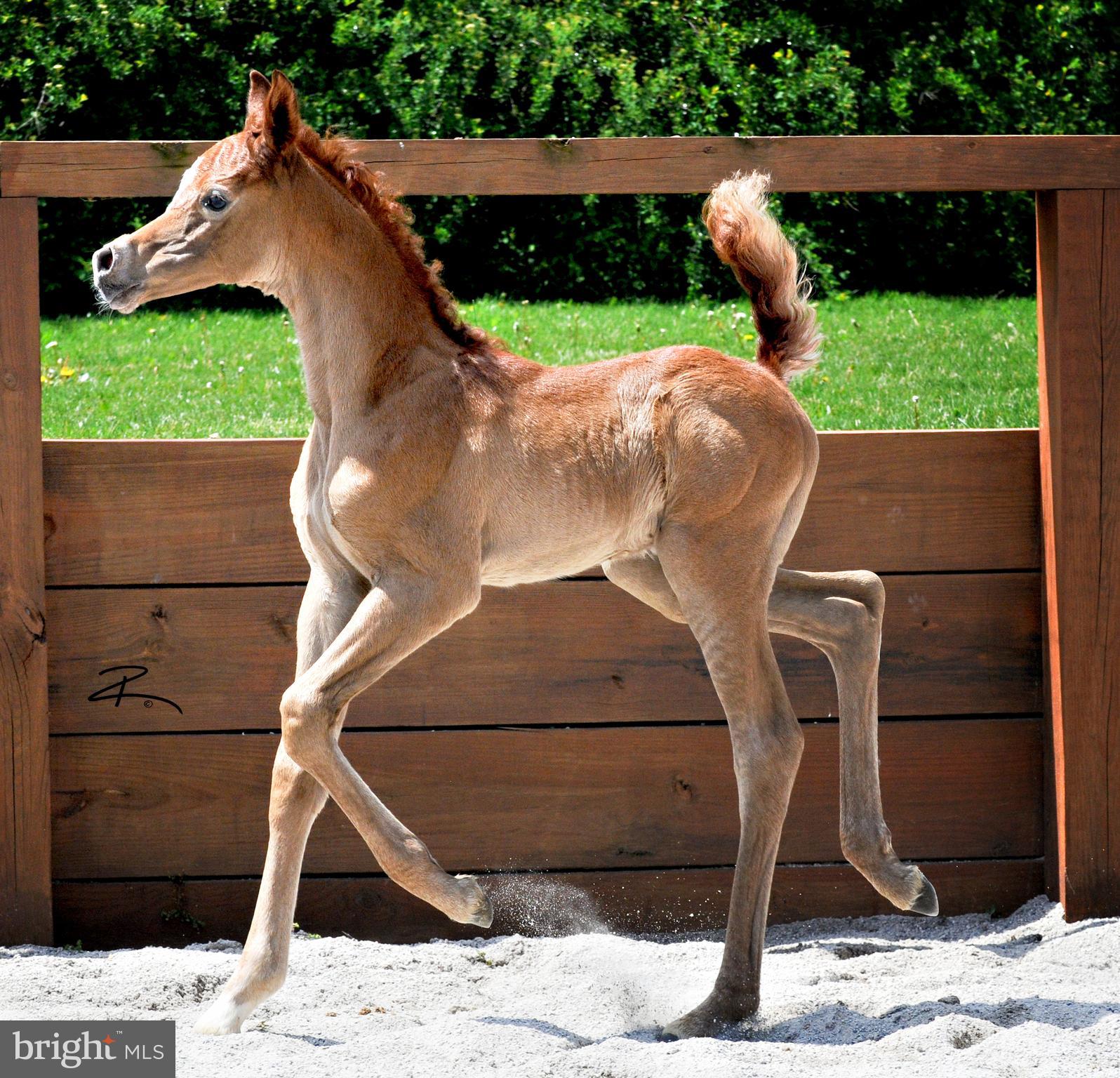1384 Bon-Ox Road Gettysburg, PA 17325 - Photo 6 of 100 Arabian Foal