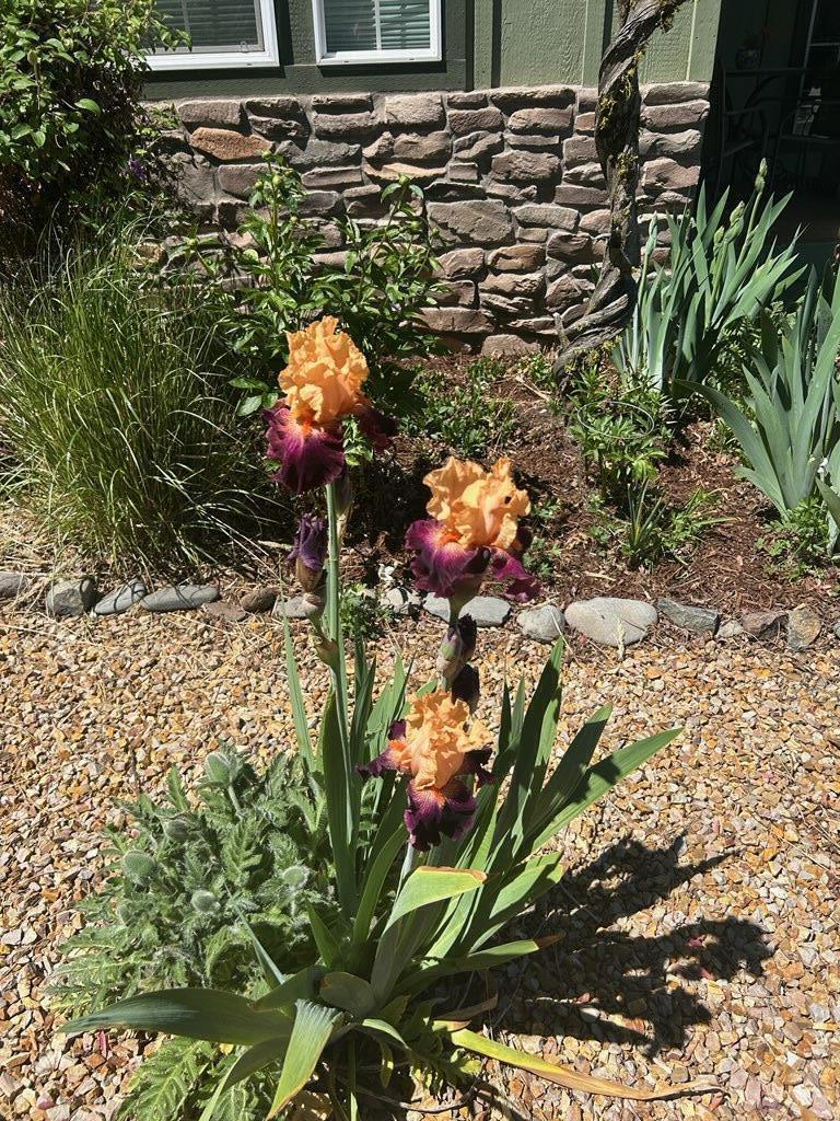 62944 Fresca Street Bend, OR 97703 - Photo 30 of 32 a picture of flowers