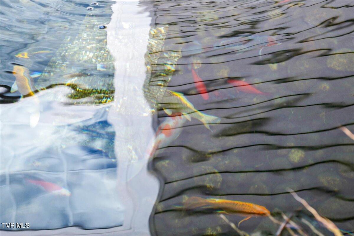 994 Boones Creek Road Jonesborough, TN 37659 - Photo 37 of 49 Water Garden