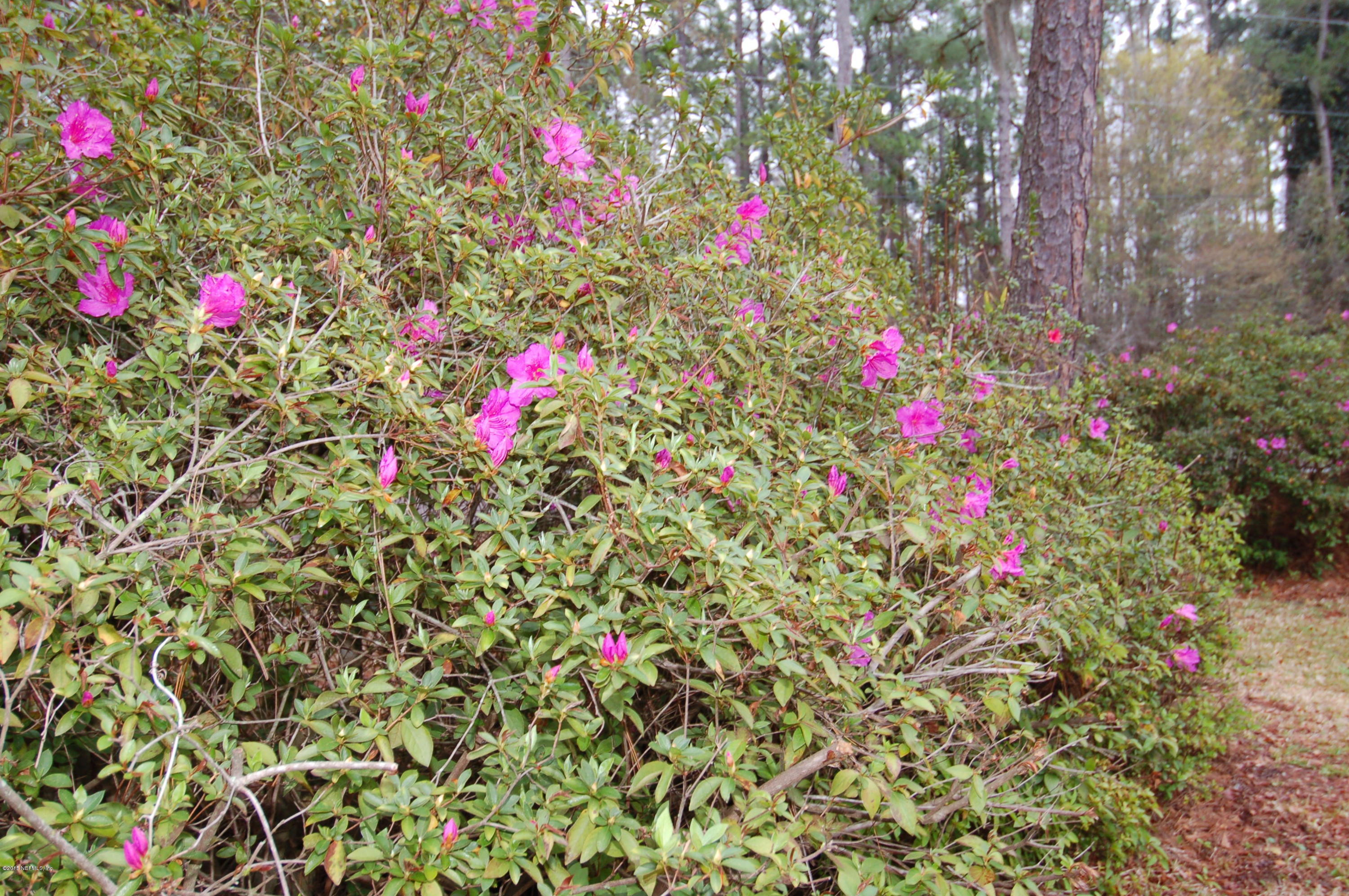 11840 Charlie Road Jacksonville, FL 32218 - Photo 29 of 30 31 Azeleas.JPG
