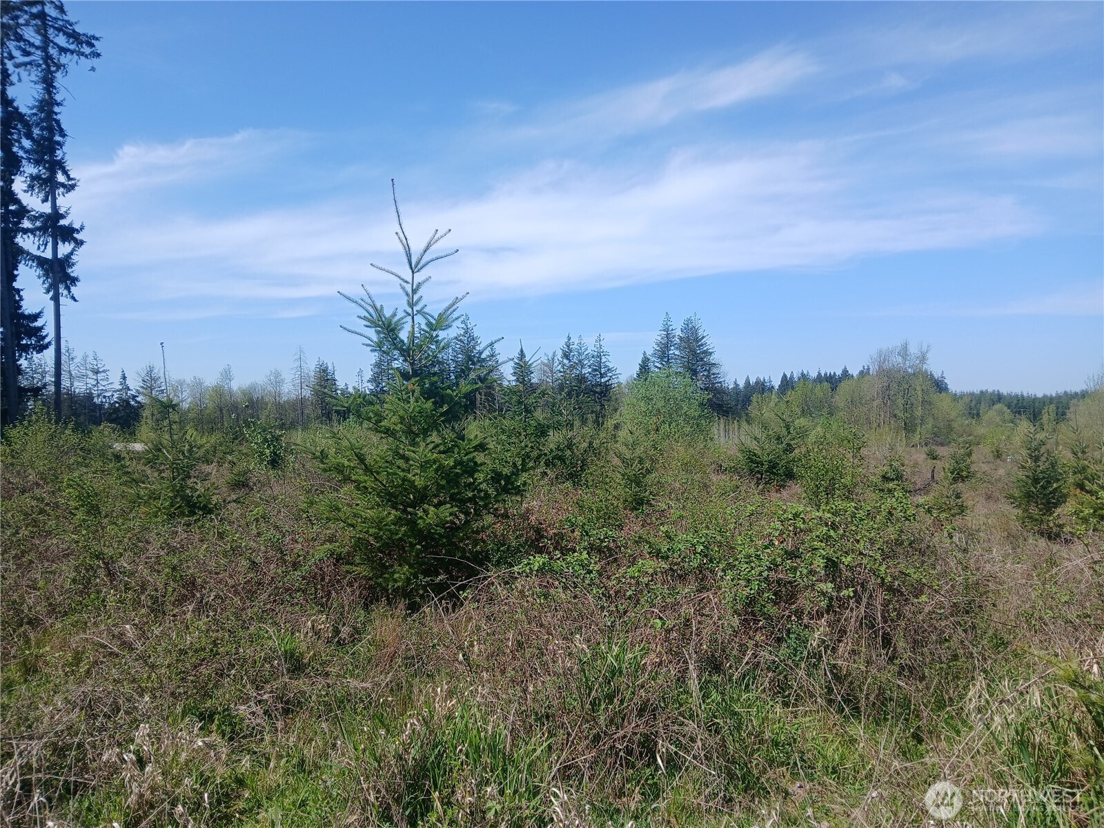 123 Meier Road Winlock, WA 98596 - Photo 13 of 23 Gallery Image 13