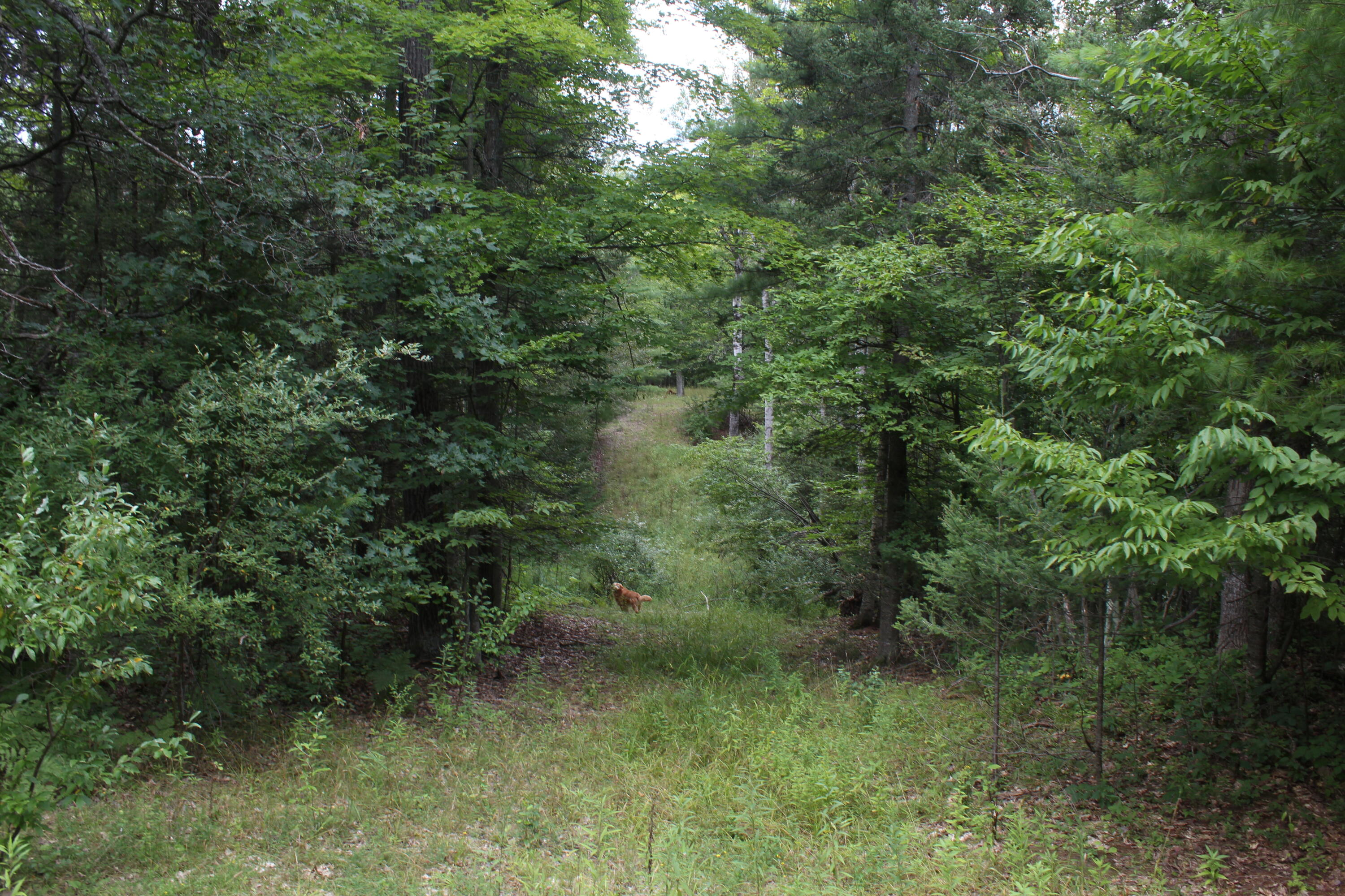 1630 Sanborn Road Mikado, MI 48745 - Photo 17 of 71 Gallery Image 17